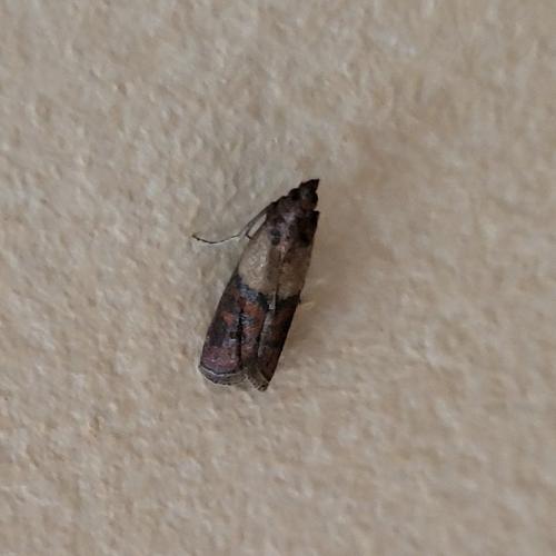 Plodia interpunctella